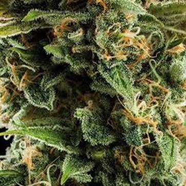 Насіння конопель Auto Vesta Feminised